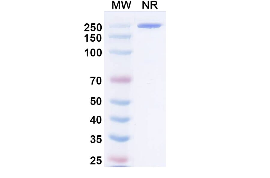 SDS-PAGE - Negalstobart Biosimilar - Anti-LAG 3 Antibody - BSA and Azide free (A340604) - Antibodies.com