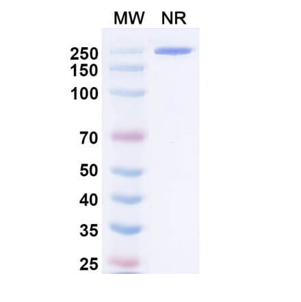 SDS-PAGE - Negalstobart Biosimilar - Anti-LAG 3 Antibody - BSA and Azide free (A340604) - Antibodies.com