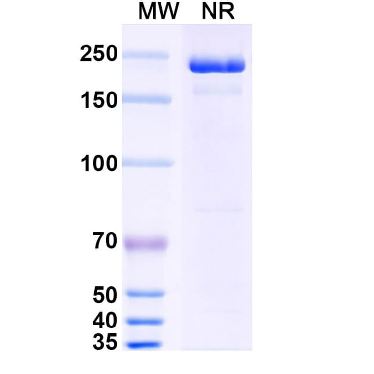 SDS-PAGE - Negalstobart Biosimilar - Anti-LAG 3 Antibody - BSA and Azide free (A340604) - Antibodies.com