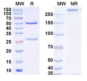 SDS-PAGE - Omoprubart Biosimilar - Anti-C5 Antibody - BSA and Azide free (A340606) - Antibodies.com