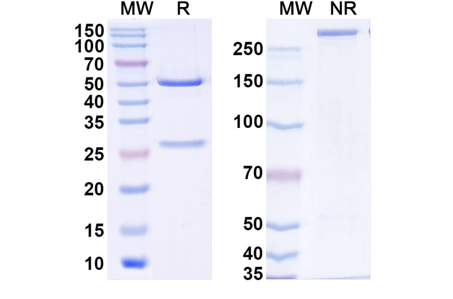 SDS-PAGE - Omoprubart Biosimilar - Anti-C5 Antibody - BSA and Azide free (A340606) - Antibodies.com