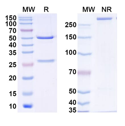 SDS-PAGE - Omoprubart Biosimilar - Anti-C5 Antibody - BSA and Azide free (A340606) - Antibodies.com