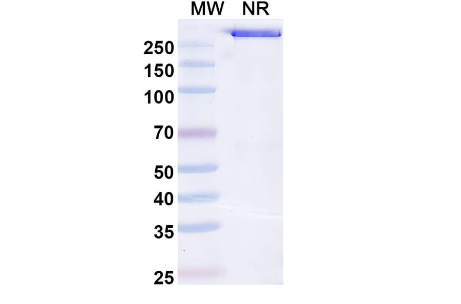 SDS-PAGE - Opelkibart Biosimilar - Anti-c-Kit Antibody - BSA and Azide free (A340607) - Antibodies.com