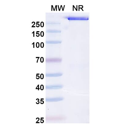 SDS-PAGE - Opelkibart Biosimilar - Anti-c-Kit Antibody - BSA and Azide free (A340607) - Antibodies.com