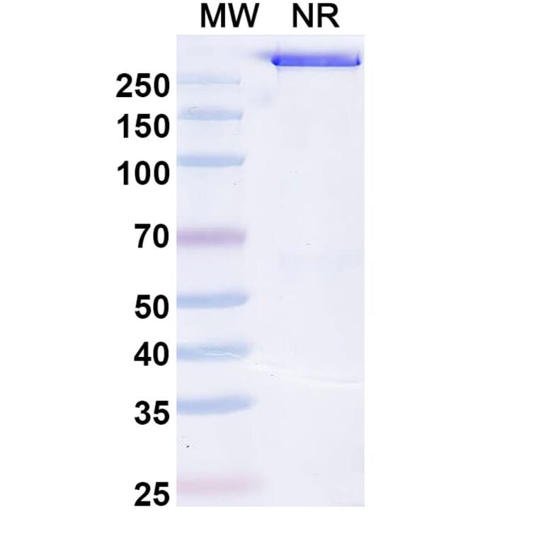 SDS-PAGE - Opelkibart Biosimilar - Anti-c-Kit Antibody - BSA and Azide free (A340607) - Antibodies.com