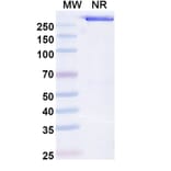 SDS-PAGE - Opelkibart Biosimilar - Anti-c-Kit Antibody - BSA and Azide free (A340607) - Antibodies.com