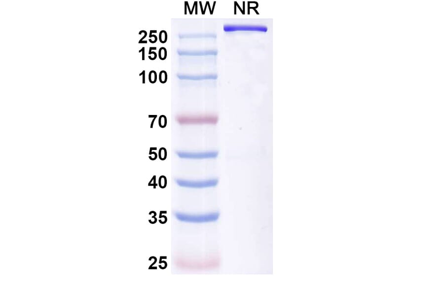 SDS-PAGE - Opelkibart Biosimilar - Anti-c-Kit Antibody - BSA and Azide free (A340607) - Antibodies.com