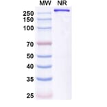 SDS-PAGE - Opelkibart Biosimilar - Anti-c-Kit Antibody - BSA and Azide free (A340607) - Antibodies.com