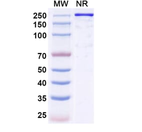 SDS-PAGE - Reflocibart Biosimilar - Anti-VEGFB Antibody - BSA and Azide free (A340610) - Antibodies.com