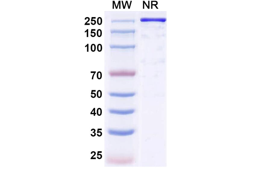 SDS-PAGE - Reflocibart Biosimilar - Anti-VEGFB Antibody - BSA and Azide free (A340610) - Antibodies.com
