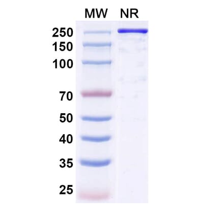 SDS-PAGE - Reflocibart Biosimilar - Anti-VEGFB Antibody - BSA and Azide free (A340610) - Antibodies.com