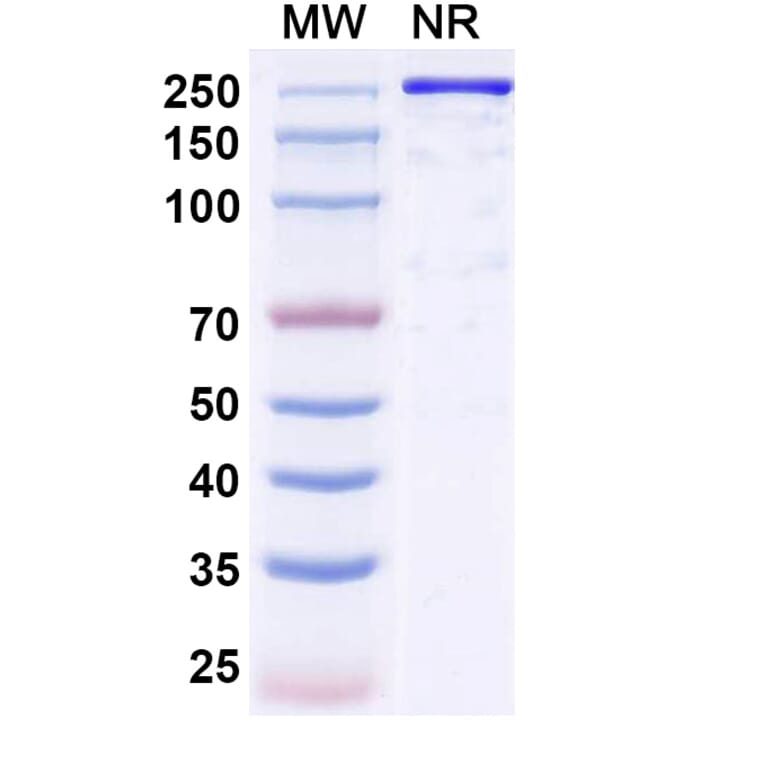 SDS-PAGE - Reflocibart Biosimilar - Anti-VEGFB Antibody - BSA and Azide free (A340610) - Antibodies.com