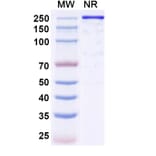 SDS-PAGE - Reflocibart Biosimilar - Anti-VEGFB Antibody - BSA and Azide free (A340610) - Antibodies.com