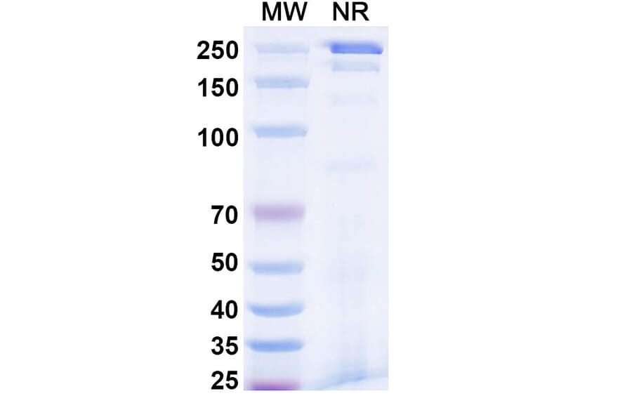 SDS-PAGE - Reflocibart Biosimilar - Anti-VEGFB Antibody - BSA and Azide free (A340610) - Antibodies.com