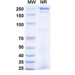 SDS-PAGE - Reflocibart Biosimilar - Anti-VEGFB Antibody - BSA and Azide free (A340610) - Antibodies.com
