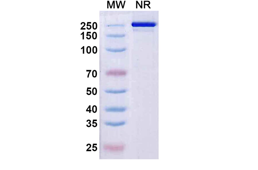 SDS-PAGE - Rezorstobart Biosimilar - Anti-CD161 Antibody - BSA and Azide free (A340612) - Antibodies.com