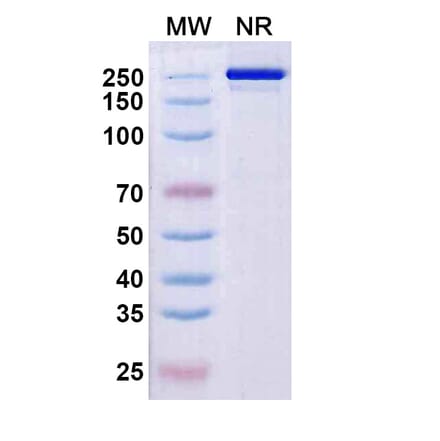 SDS-PAGE - Rezorstobart Biosimilar - Anti-CD161 Antibody - BSA and Azide free (A340612) - Antibodies.com
