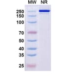 SDS-PAGE - Rezorstobart Biosimilar - Anti-CD161 Antibody - BSA and Azide free (A340612) - Antibodies.com