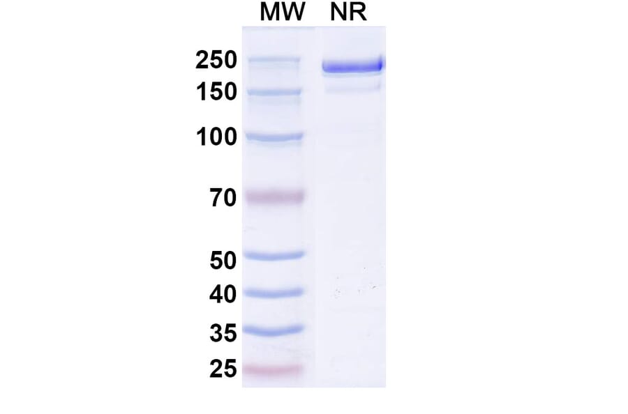 SDS-PAGE - Rezorstobart Biosimilar - Anti-CD161 Antibody - BSA and Azide free (A340612) - Antibodies.com
