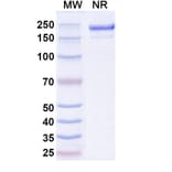 SDS-PAGE - Rezorstobart Biosimilar - Anti-CD161 Antibody - BSA and Azide free (A340612) - Antibodies.com
