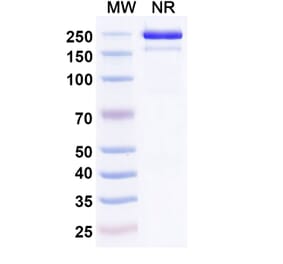 SDS-PAGE - Roconkibart Biosimilar - Anti-IL-17A Antibody - BSA and Azide free (A340613) - Antibodies.com