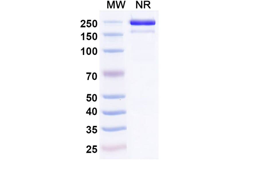 SDS-PAGE - Roconkibart Biosimilar - Anti-IL-17A Antibody - BSA and Azide free (A340613) - Antibodies.com