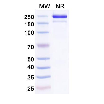 SDS-PAGE - Roconkibart Biosimilar - Anti-IL-17A Antibody - BSA and Azide free (A340613) - Antibodies.com