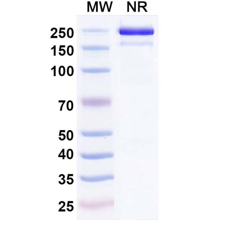 SDS-PAGE - Roconkibart Biosimilar - Anti-IL-17A Antibody - BSA and Azide free (A340613) - Antibodies.com