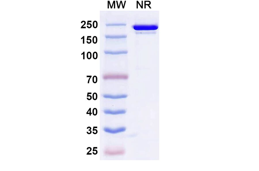 SDS-PAGE - Roconkibart Biosimilar - Anti-IL-17A Antibody - BSA and Azide free (A340613) - Antibodies.com