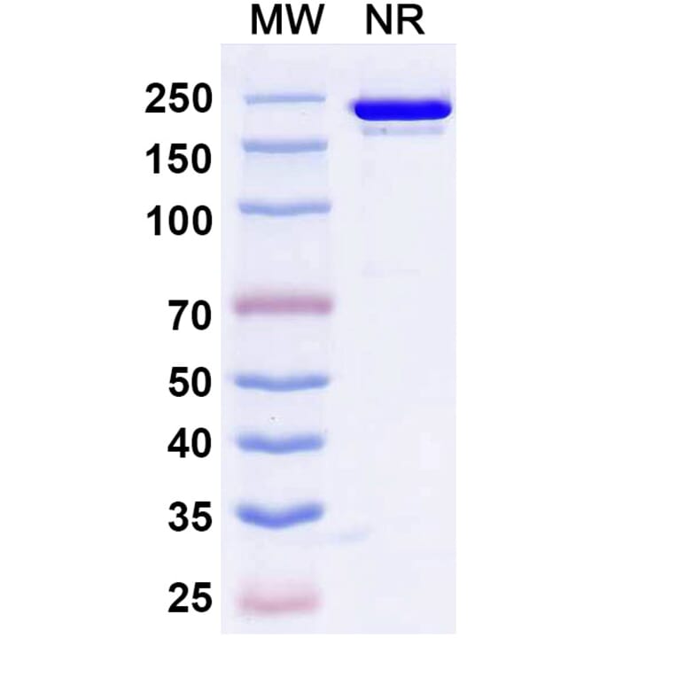 SDS-PAGE - Roconkibart Biosimilar - Anti-IL-17A Antibody - BSA and Azide free (A340613) - Antibodies.com