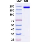 SDS-PAGE - Roconkibart Biosimilar - Anti-IL-17A Antibody - BSA and Azide free (A340613) - Antibodies.com