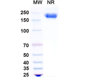 SDS-PAGE - Sigvotatug Biosimilar - Anti-ITGB6 Antibody - BSA and Azide free (A340615) - Antibodies.com