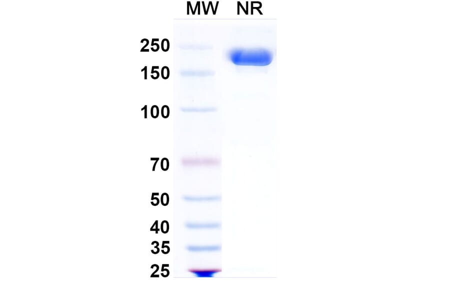 SDS-PAGE - Sigvotatug Biosimilar - Anti-ITGB6 Antibody - BSA and Azide free (A340615) - Antibodies.com