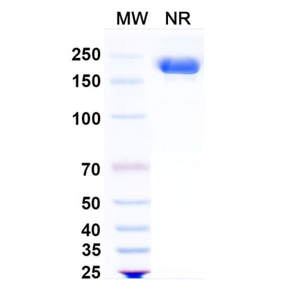 SDS-PAGE - Sigvotatug Biosimilar - Anti-ITGB6 Antibody - BSA and Azide free (A340615) - Antibodies.com