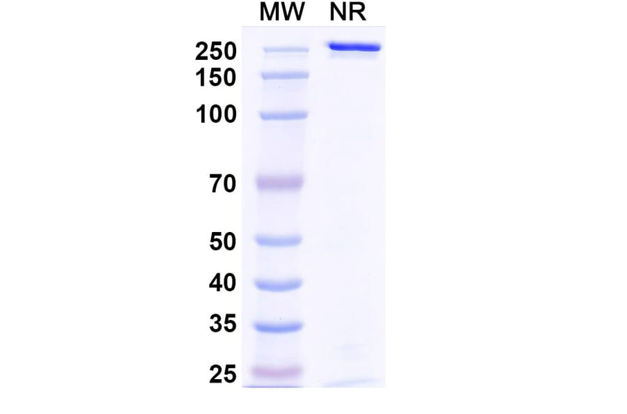 SDS-PAGE - Sigvotatug Biosimilar - Anti-ITGB6 Antibody - BSA and Azide free (A340615) - Antibodies.com