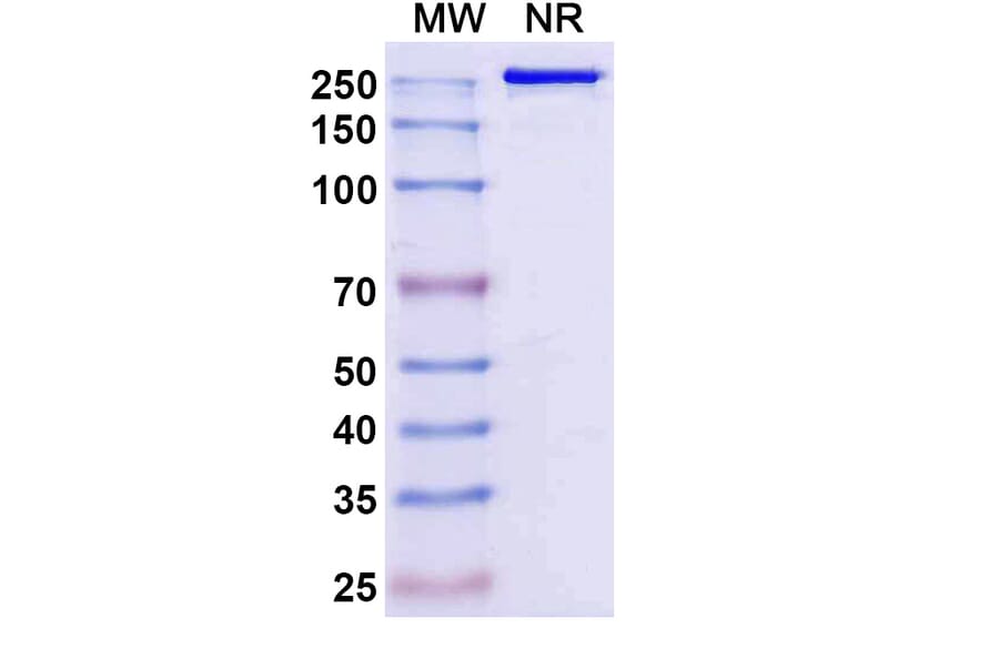SDS-PAGE - Sipavibart Biosimilar - Anti-SARS-CoV-2 Spike Protein RBD Antibody - BSA and Azide free (A340617) - Antibodies.com