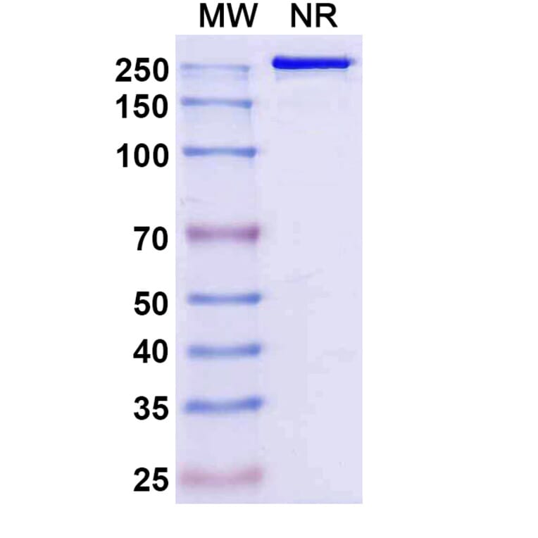SDS-PAGE - Sipavibart Biosimilar - Anti-SARS-CoV-2 Spike Protein RBD Antibody - BSA and Azide free (A340617) - Antibodies.com