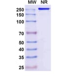SDS-PAGE - Sipavibart Biosimilar - Anti-SARS-CoV-2 Spike Protein RBD Antibody - BSA and Azide free (A340617) - Antibodies.com