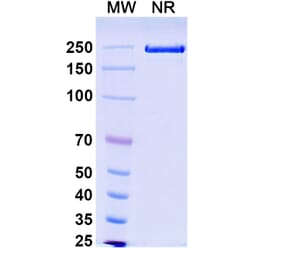 SDS-PAGE - Solrikitug Biosimilar - Anti-TSLP Antibody - BSA and Azide free (A340618) - Antibodies.com
