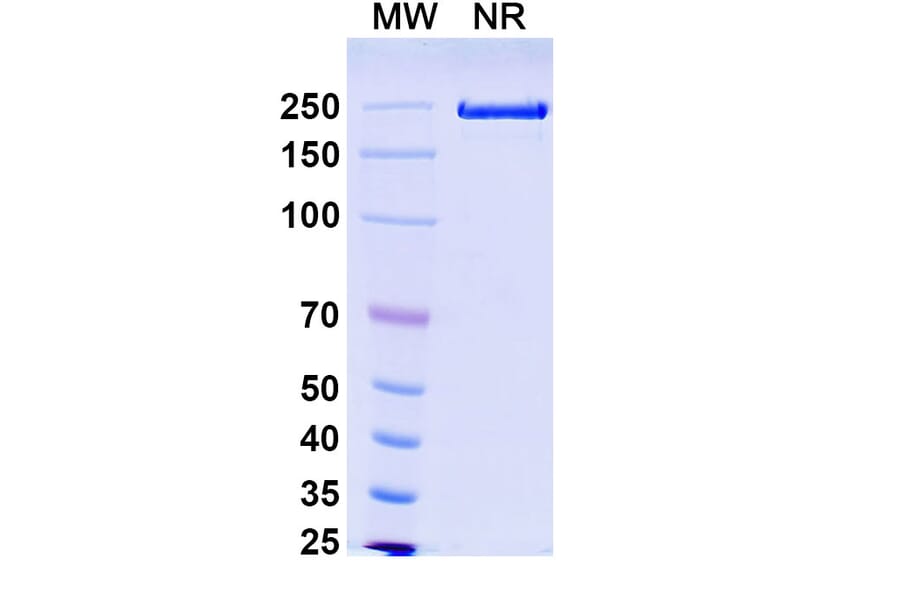 SDS-PAGE - Solrikitug Biosimilar - Anti-TSLP Antibody - BSA and Azide free (A340618) - Antibodies.com