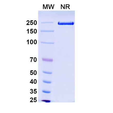 SDS-PAGE - Solrikitug Biosimilar - Anti-TSLP Antibody - BSA and Azide free (A340618) - Antibodies.com
