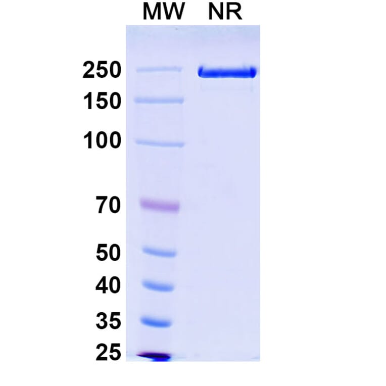 SDS-PAGE - Solrikitug Biosimilar - Anti-TSLP Antibody - BSA and Azide free (A340618) - Antibodies.com