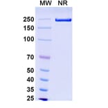 SDS-PAGE - Solrikitug Biosimilar - Anti-TSLP Antibody - BSA and Azide free (A340618) - Antibodies.com