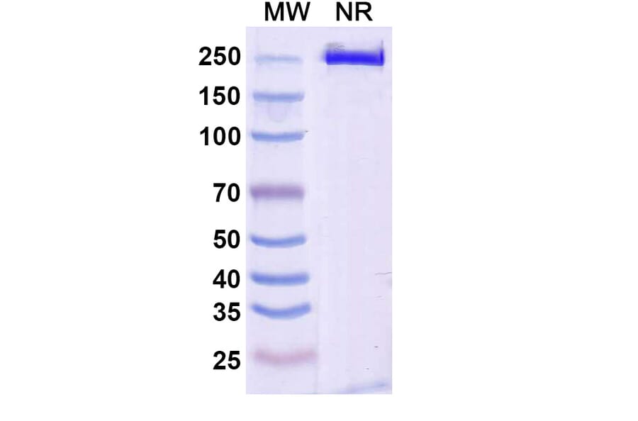SDS-PAGE - Solrikitug Biosimilar - Anti-TSLP Antibody - BSA and Azide free (A340618) - Antibodies.com