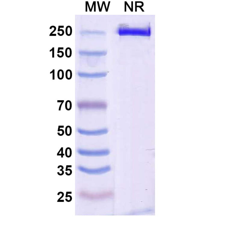 SDS-PAGE - Solrikitug Biosimilar - Anti-TSLP Antibody - BSA and Azide free (A340618) - Antibodies.com