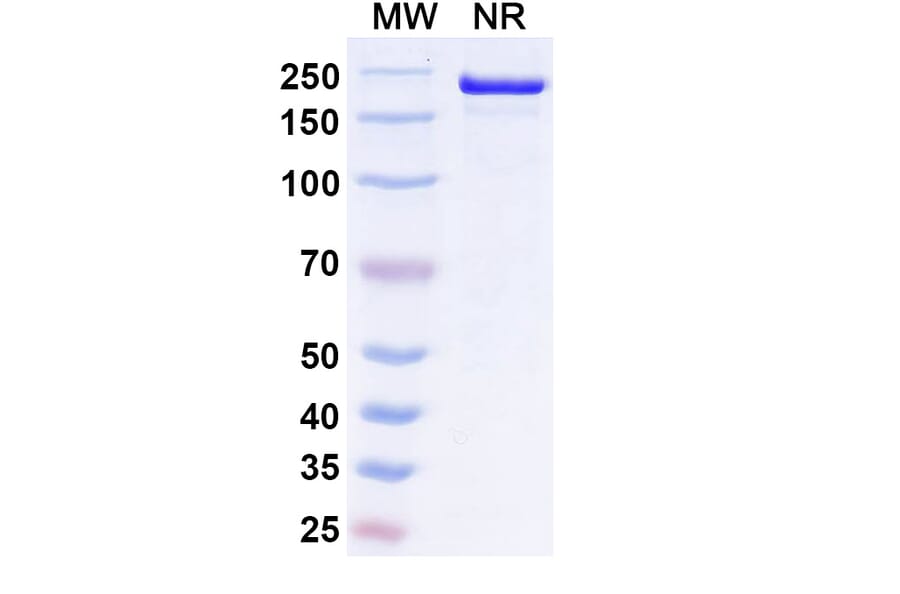 SDS-PAGE - Ucenprubart Biosimilar - Anti-CD200R Antibody - BSA and Azide free (A340620) - Antibodies.com
