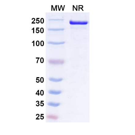SDS-PAGE - Ucenprubart Biosimilar - Anti-CD200R Antibody - BSA and Azide free (A340620) - Antibodies.com