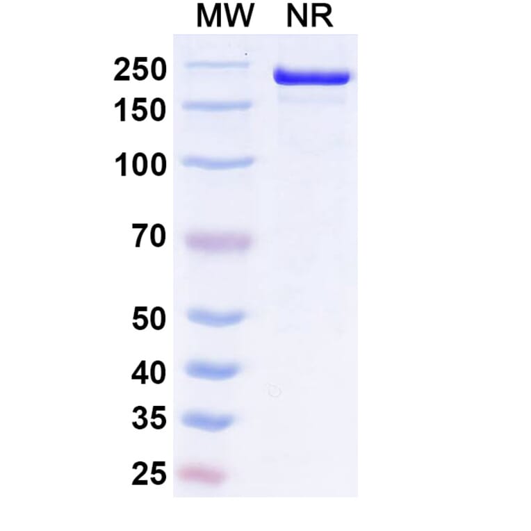 SDS-PAGE - Ucenprubart Biosimilar - Anti-CD200R Antibody - BSA and Azide free (A340620) - Antibodies.com