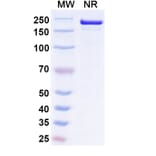 SDS-PAGE - Ucenprubart Biosimilar - Anti-CD200R Antibody - BSA and Azide free (A340620) - Antibodies.com