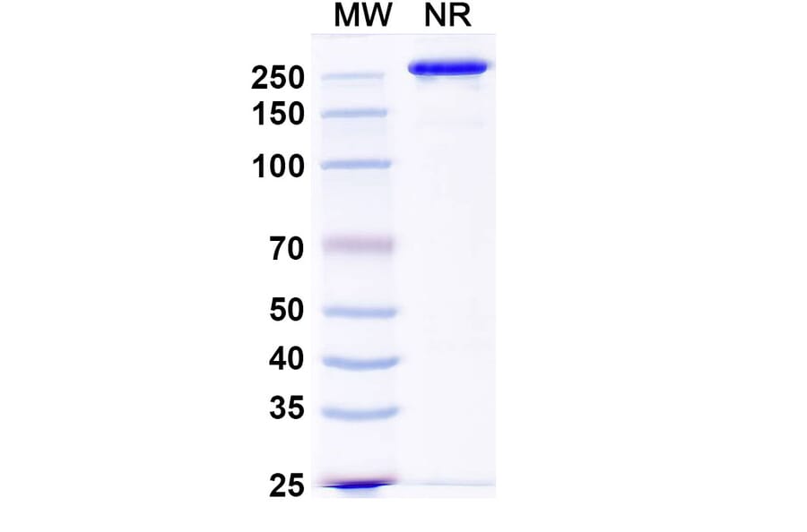 SDS-PAGE - Ucenprubart Biosimilar - Anti-CD200R Antibody - BSA and Azide free (A340620) - Antibodies.com
